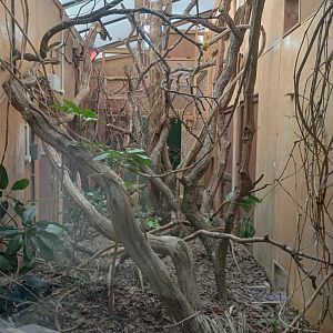 Blue-faced honeyeater indoor quarters