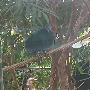 Nicobar pigeon