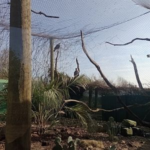 Southern caracara enclosure
