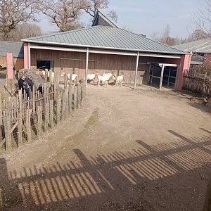 Scimitar-horned oryx hardstand