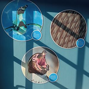 Signage about features of penguins