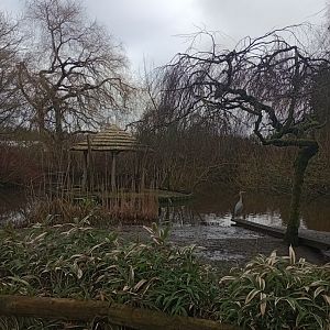 Great white pelican pond