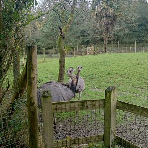 Greater rhea