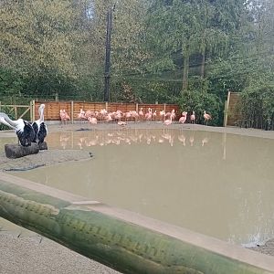 Flamboyant Flamingos