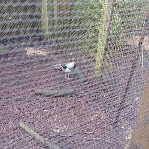 Lady Amherst pheasant