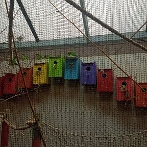 Black-cheeked lovebirds