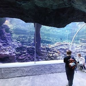 Orientarium - Aquarium - Walk-through tunnel - Reef wall tank