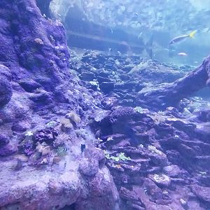 Orientarium - Aquarium - Walk-through tunnel - Reef wall tank