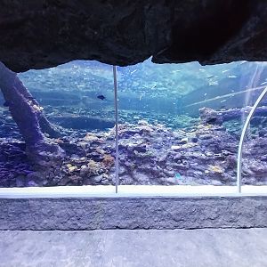Orientarium - Aquarium - Walk-through tunnel - Reef wall tank