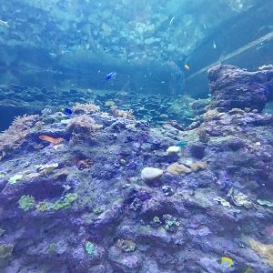 Orientarium - Aquarium - Walk-through tunnel - Reef wall tank