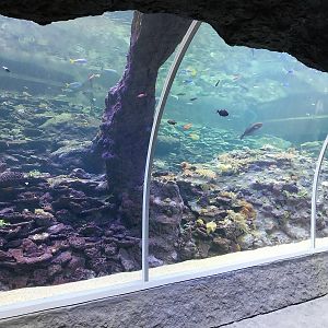 Orientarium - Aquarium - Walk-through tunnel - Reef wall tank