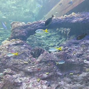 Orientarium - Aquarium - Walk-through tunnel - Reef wall tank