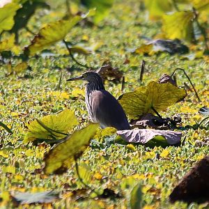 Chinese Pond Heron (Ardeola bacchus)