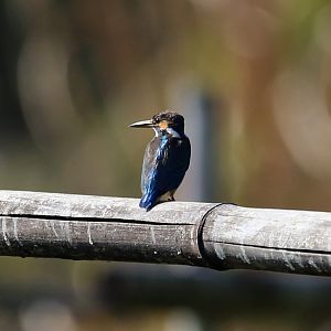 Common Kingfisher (Alcedo atthis)