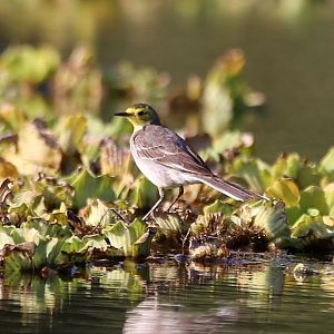 Citrine Wagtail (Motacilla citreola)
