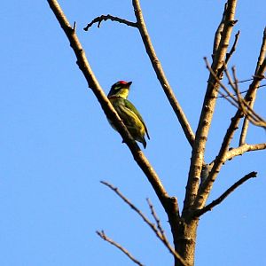 Coppersmith Barbet (Psilopogon haemacephalus)