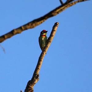 Coppersmith Barbet (Psilopogon haemacephalus)