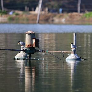 River Tern (Sterna aurantia)