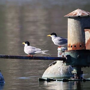 River Tern (Sterna aurantia)