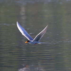 River Tern (Sterna aurantia)