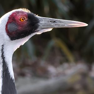 White-naped crane