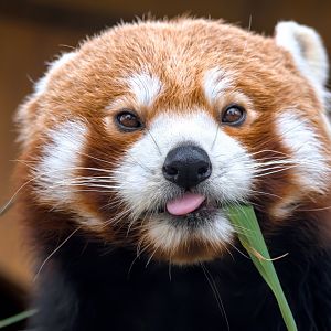 Red panda