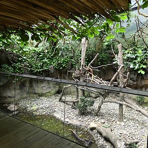 JungleWorld - Huon Tree Kangaroo (Dendrolagus matschiei) Exhibit