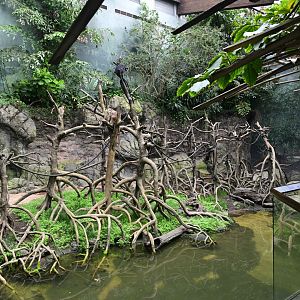 JungleWorld - Javan Lutung (Trachypithecus auratus) Exhibit