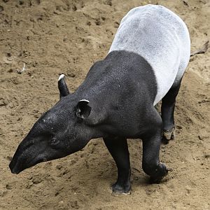 JungleWorld - Malayan Tapir (Tapirus indicus)