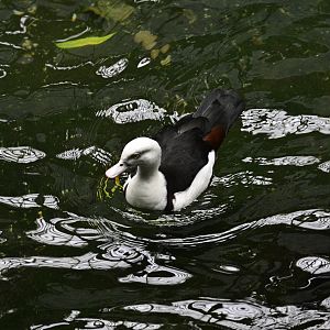 JungleWorld - Radjah Shelduck (Radjah radjah)