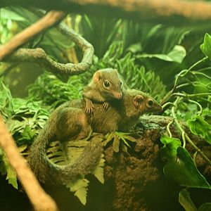 JungleWorld - Northern Treeshrew (Tupaia belangeri)