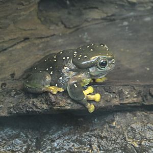 JungleWorld - Magnificent Tree Frog (Ranoidea splendida)
