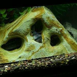 JungleWorld - Tiger Barb (Puntigrus tetrazona)