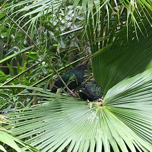 JungleWorld - Nicobar Pigeons (Caloenas nicobarica)