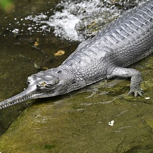 JungleWorld - Gharial (Gavialis gangeticus)
