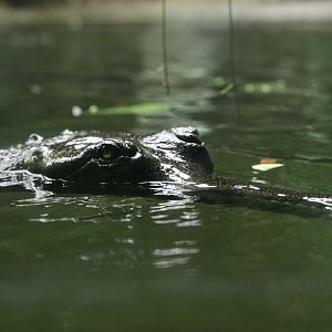 JungleWorld - Gharial (Gavialis gangeticus)