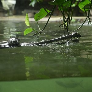 JungleWorld - Gharial (Gavialis gangeticus)