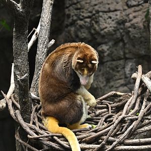 JungleWorld - Huon Tree Kangaroo (Dendrolagus matschiei)