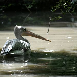 Pink-backed pelican (Pelecanus rufescens)