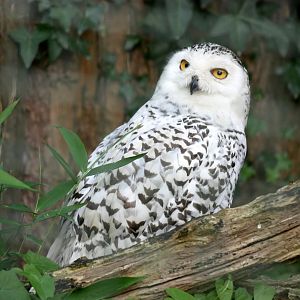 Snowy owl (Bubo scandiacus)