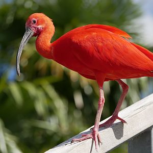 Scarlet ibis (Eudocimus ruber)