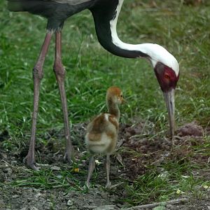 White-naped crane (Antigone vipio) and chick