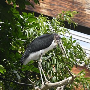 JungleWorld - Lesser Adjutant (Leptoptilos javanicus)