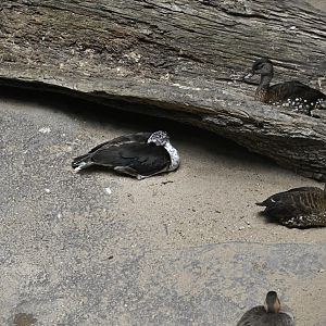 JungleWorld - Knob-billed Duck (Sarkidiornis melanotos) and Spotted Whistling-Duck (Dendrocygna guttata)