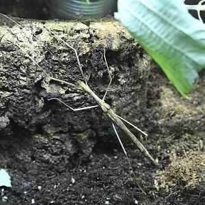 JungleWorld - Pinkwing Stick Insect (Sipyloidea chlorotica)