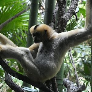 JungleWorld - Northern White-cheeked Gibbon (Nomascus leucogenys)