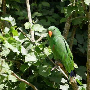 Moluccan eclectus (Eclectus roratus) - male