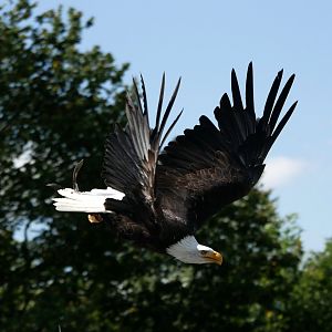 Bald eagle (Haliaeetus leucocephalus)