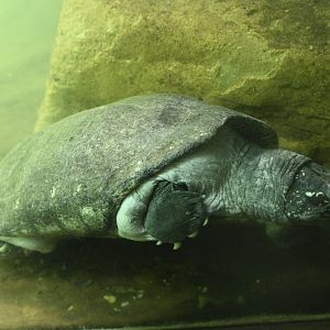 JungleWorld - Black Pond Turtle (Geoclemys hamiltonii)