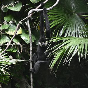 JungleWorld - Northern White-cheeked Gibbon (Nomascus leucogenys)